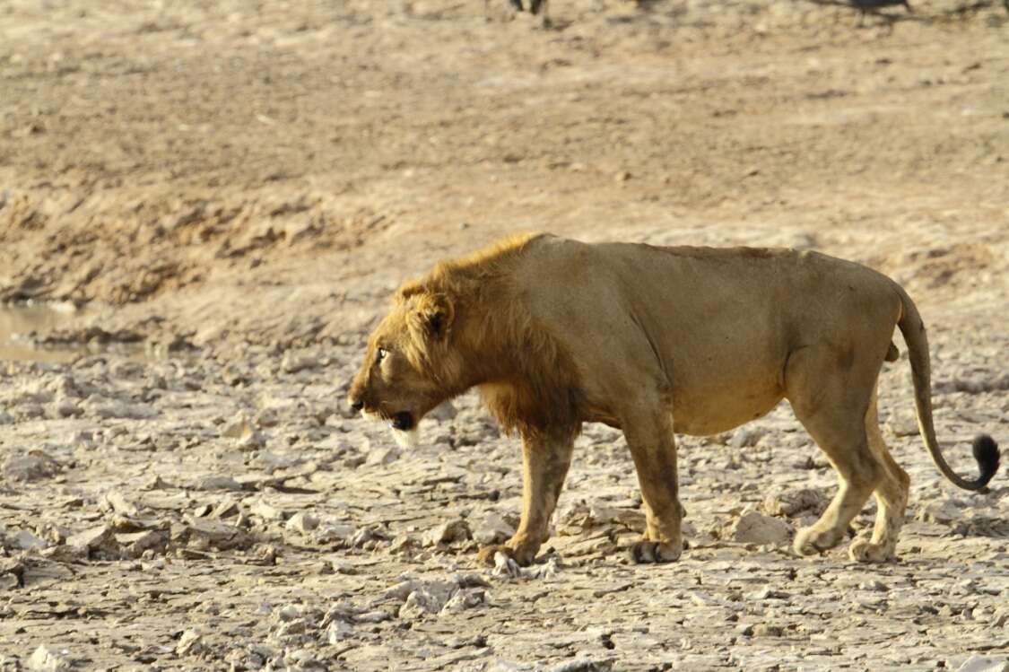 Image of Panthera leo nubica