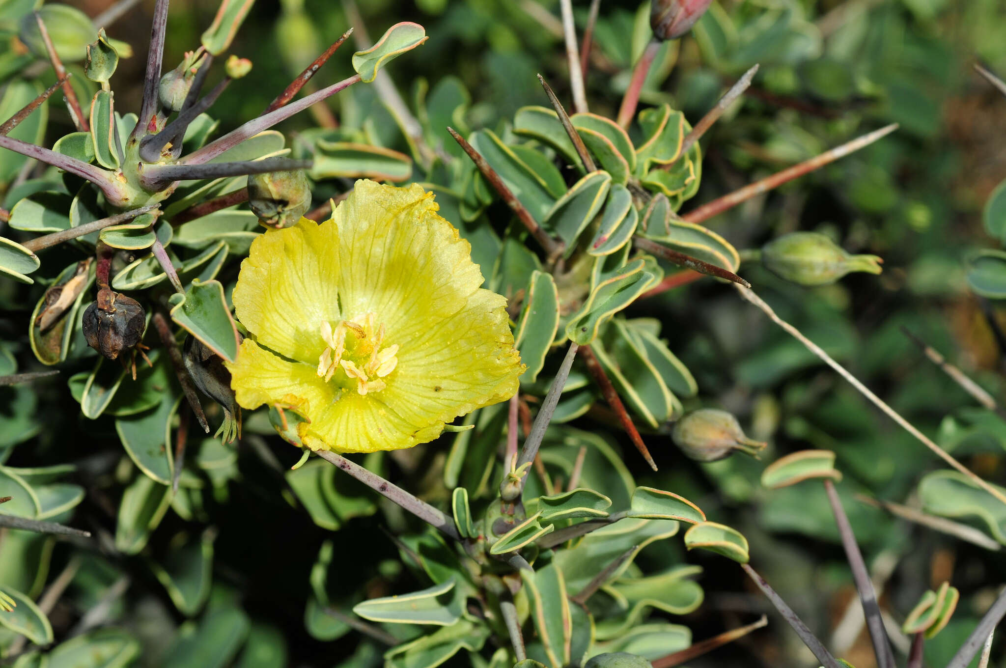 Image of Monsonia lheritieri (Sw.) Steud.