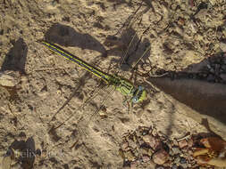 Image of Western Clubtail