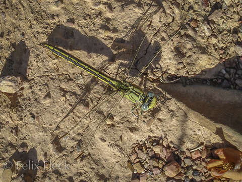 Image of Western Clubtail