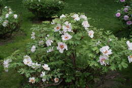 Image of Paeonia rockii (S. G. Haw & Lauener) T. Hong & J. J. Li ex D. Y. Hong