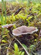 Thelephora caryophyllea (Schaeff.) Pers. 1801 resmi