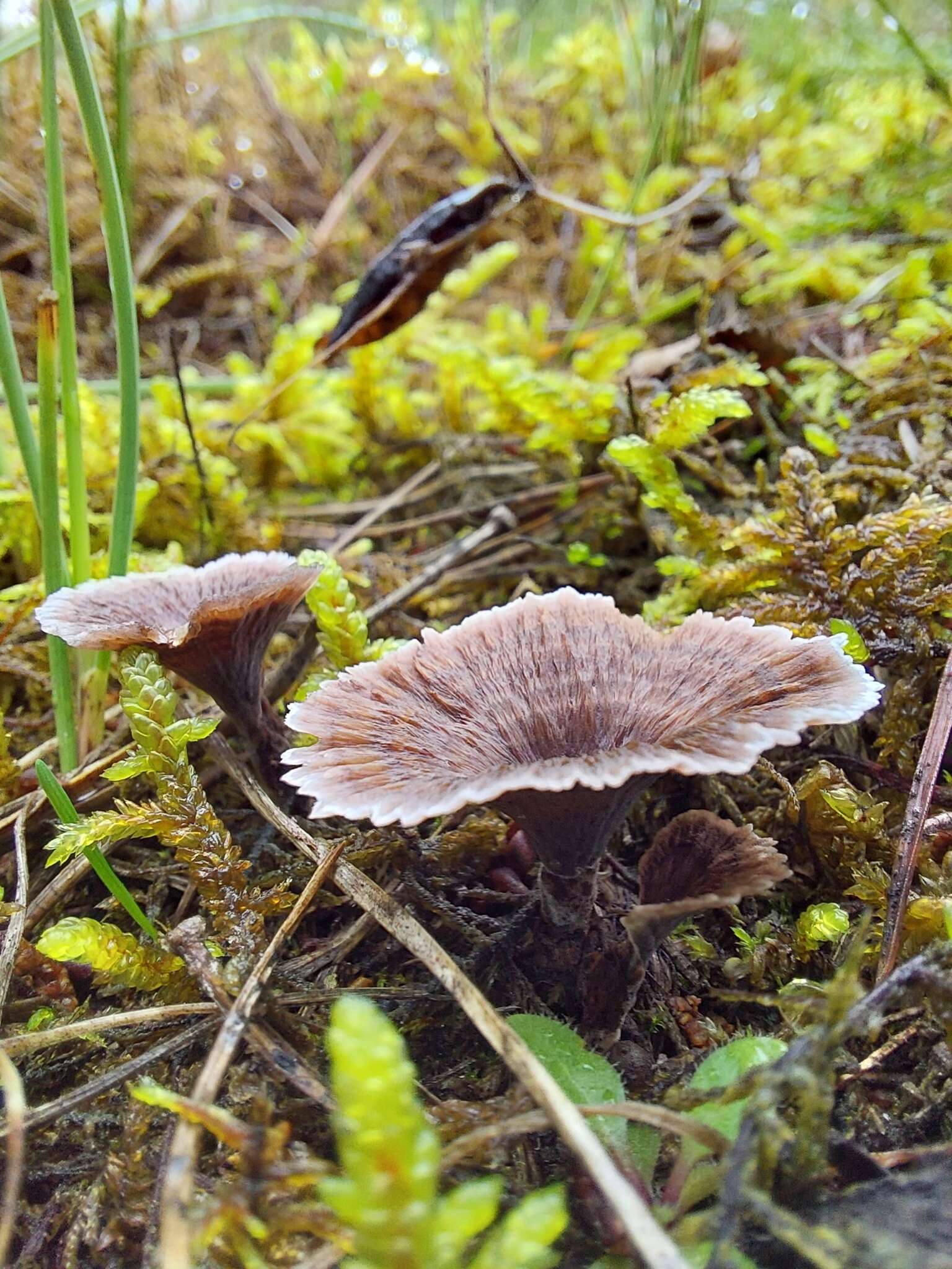 Thelephora caryophyllea (Schaeff.) Pers. 1801的圖片