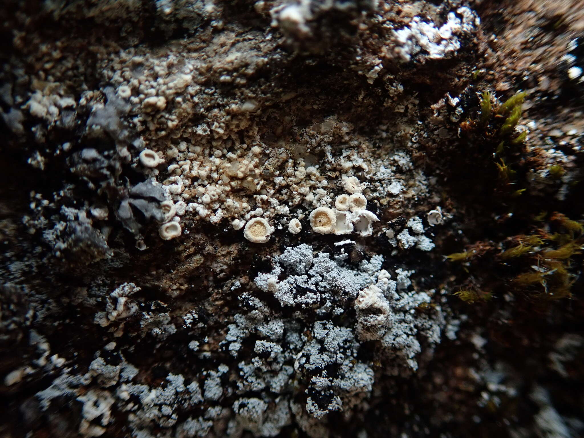 Image of crabseye lichen