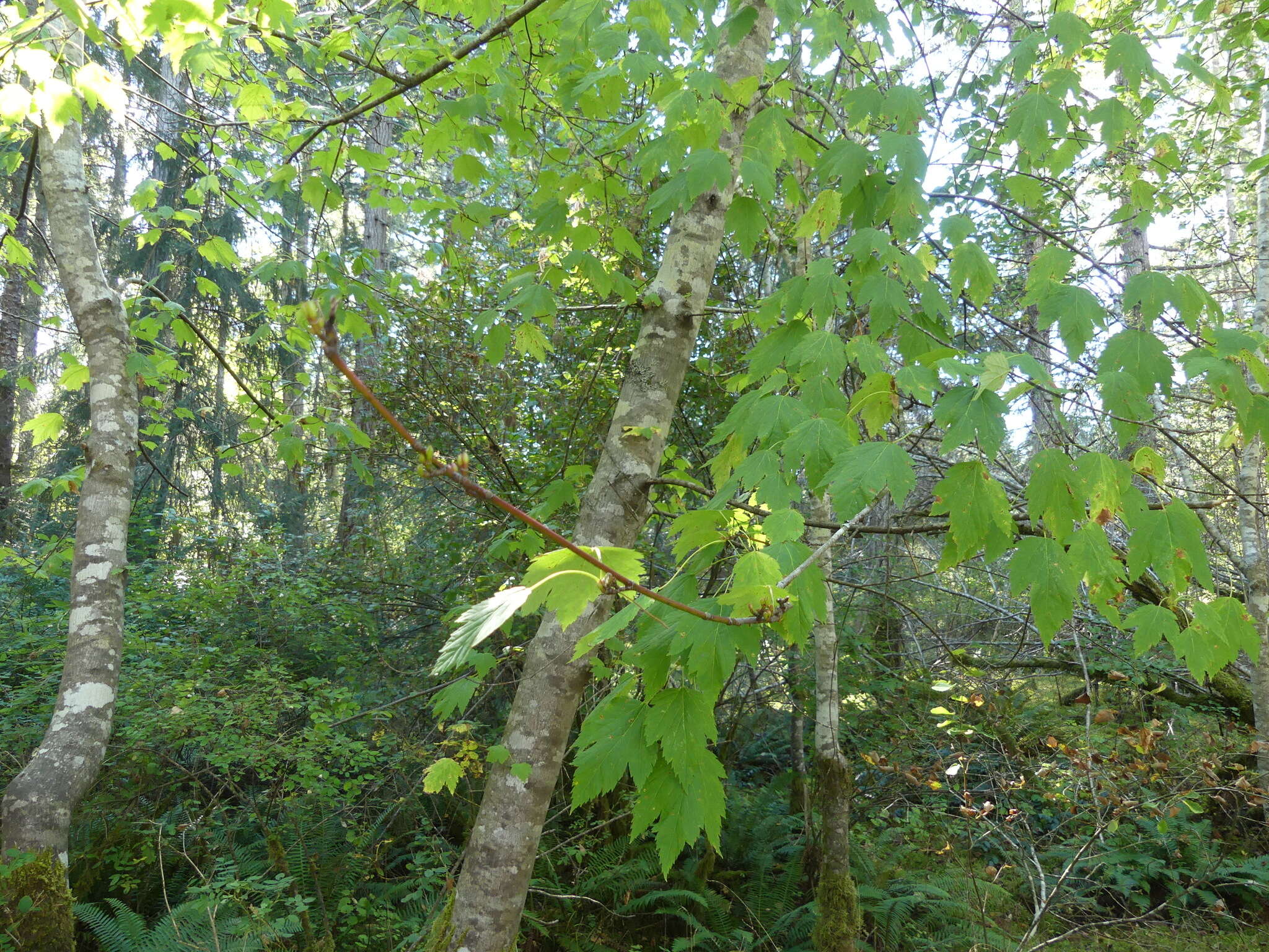 Imagem de Acer glabrum var. douglasii (Hook.) Dippel