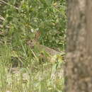 Image of Burmese Hare