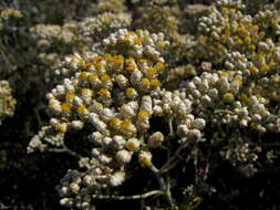 Image of Helichrysum rosum (Berg.) Less.