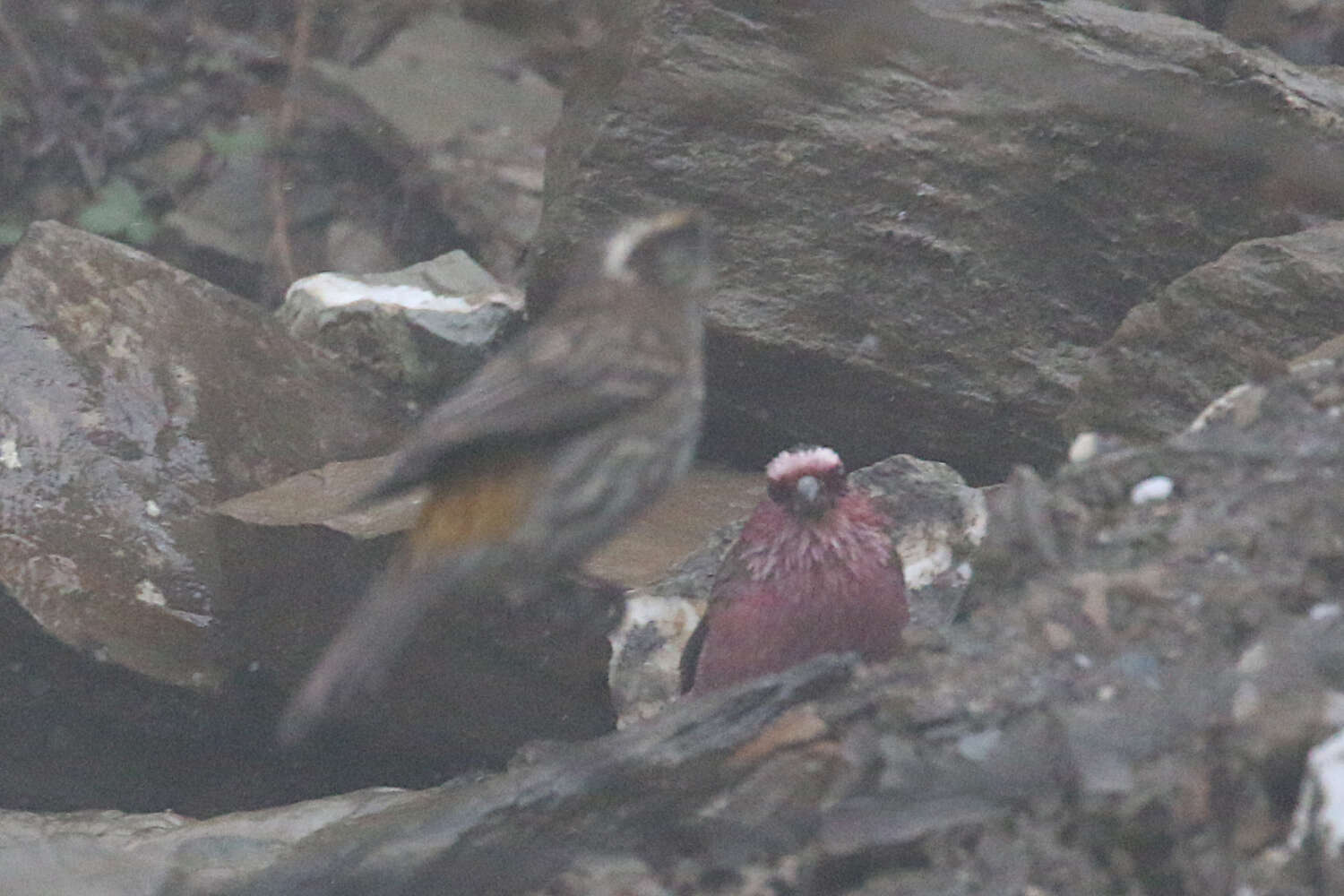 Image of Chinese White-browed Rosefinch