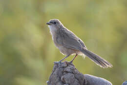 صورة Argya altirostris (Hartert 1909)