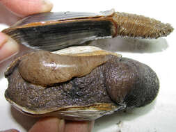 Image of Soft-shelled clam