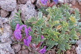 Image of Mountain Locoweed