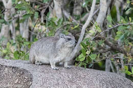 Image of Bush Hyrax