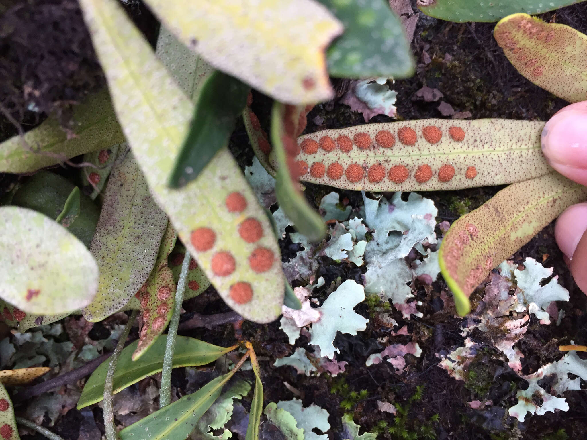 Image of redscale scaly polypody