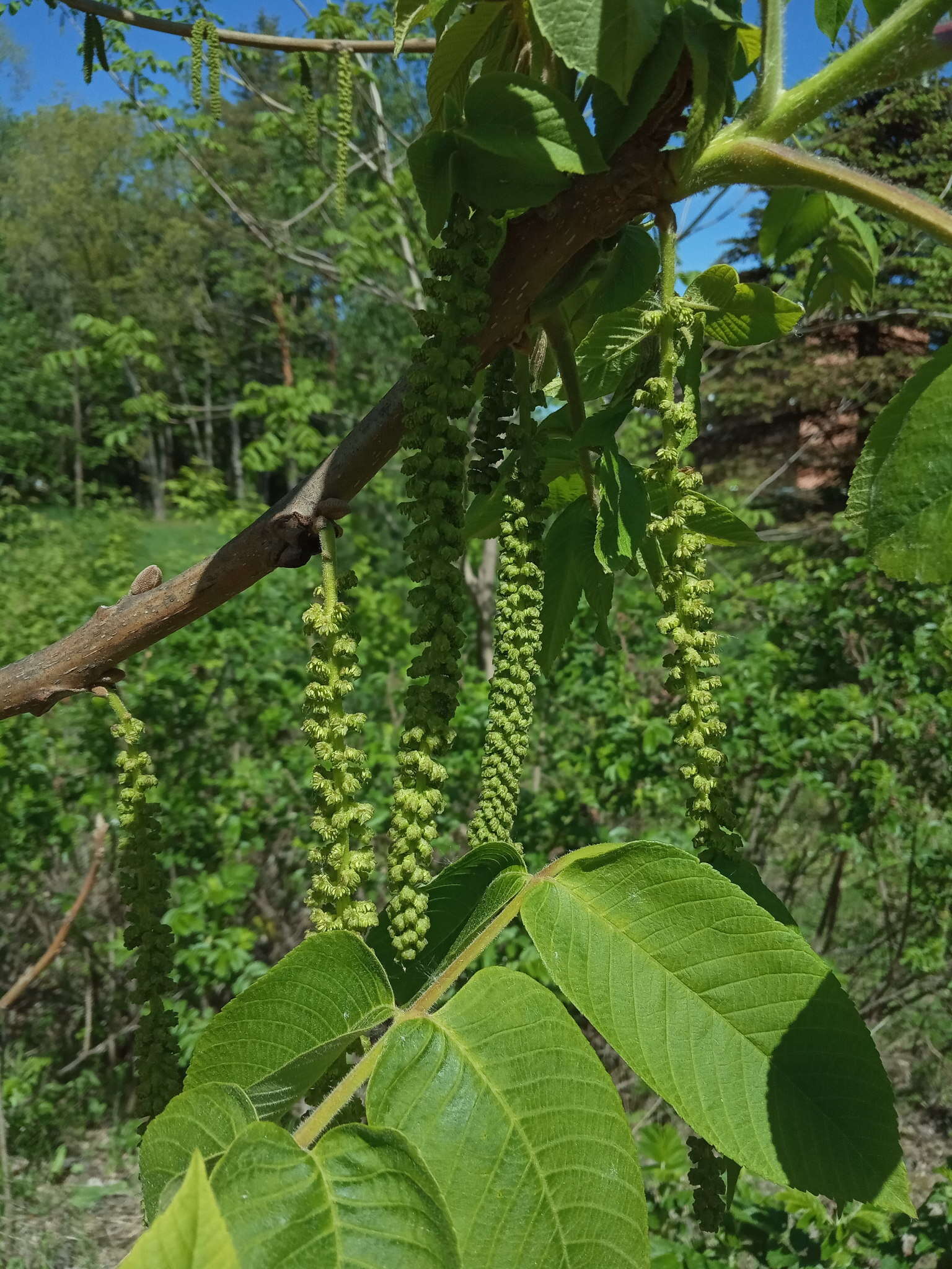 Imagem de Juglans mandshurica Maxim.