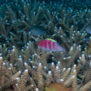 Image of Yellow-fin fairy wrasse