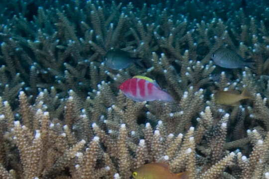 Image of Yellow-fin fairy wrasse