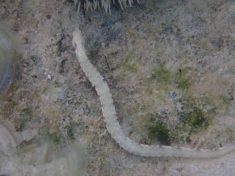 Image of Bloodspot pipefish