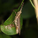 Image of Osmiliola aurita Giglio-Tos 1897