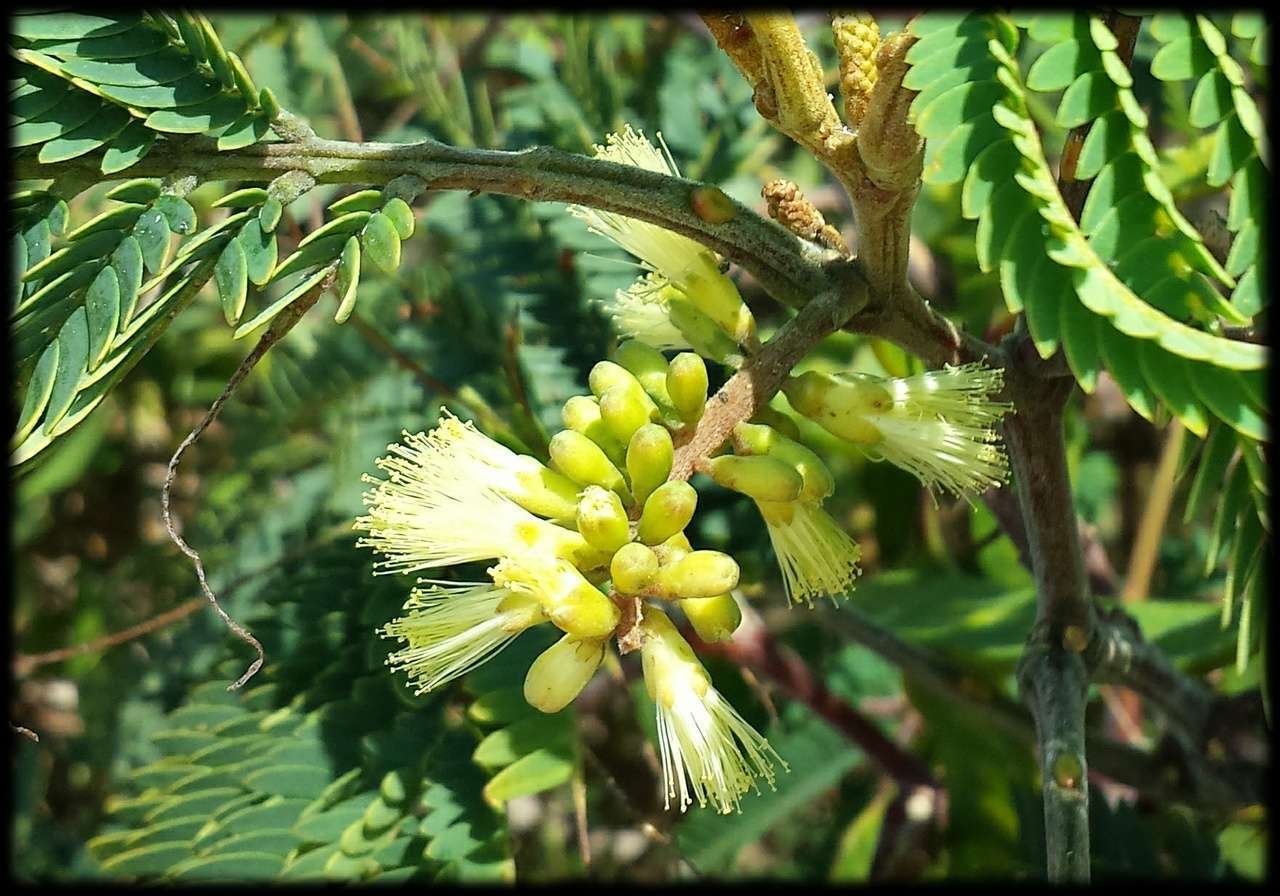 صورة Paraserianthes lophantha subsp. lophantha