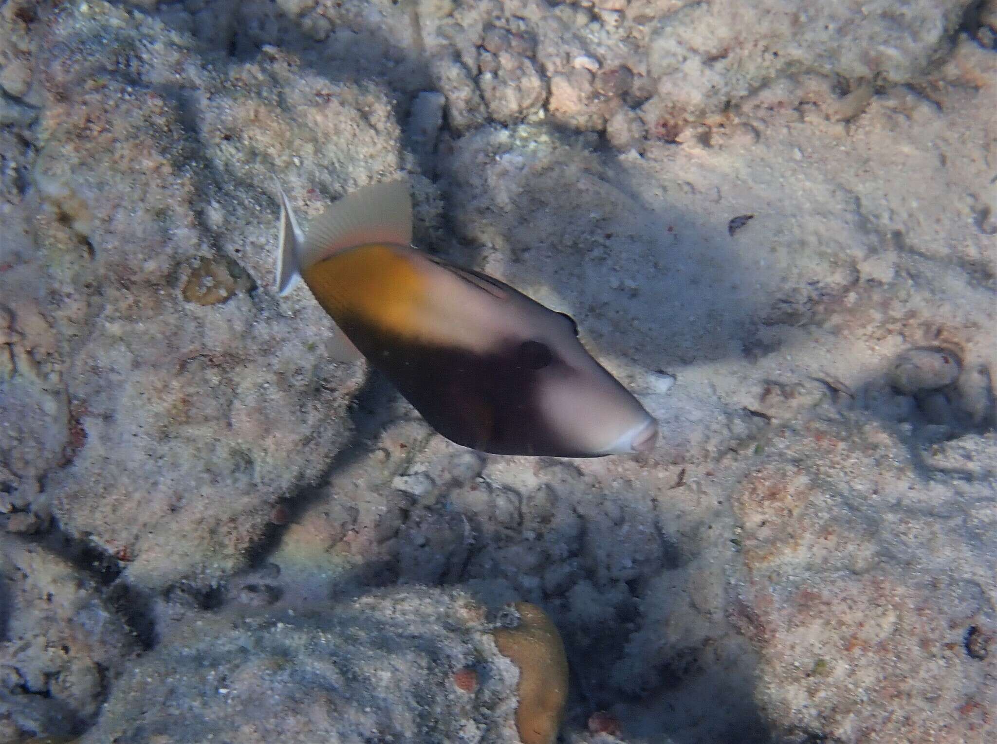 Image of Bridle Triggerfish