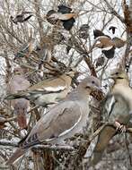 Image of White-winged Dove