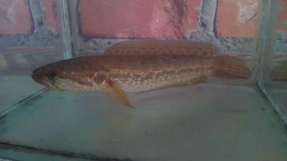 Image of Banka Snakehead