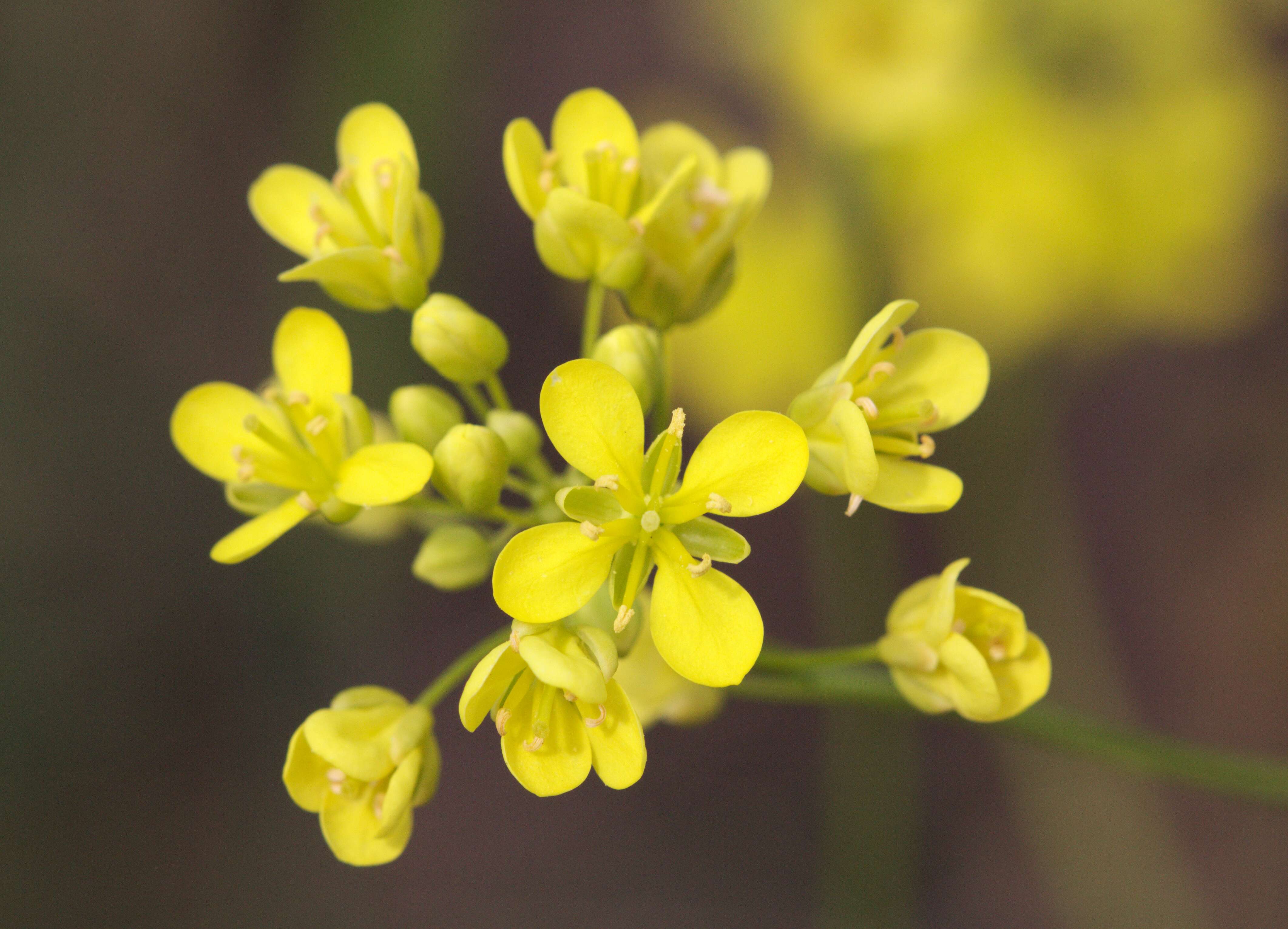 Image of Buckler Mustard