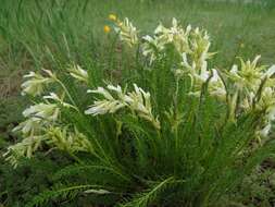 Oxytropis muricata (Pall.) DC. resmi