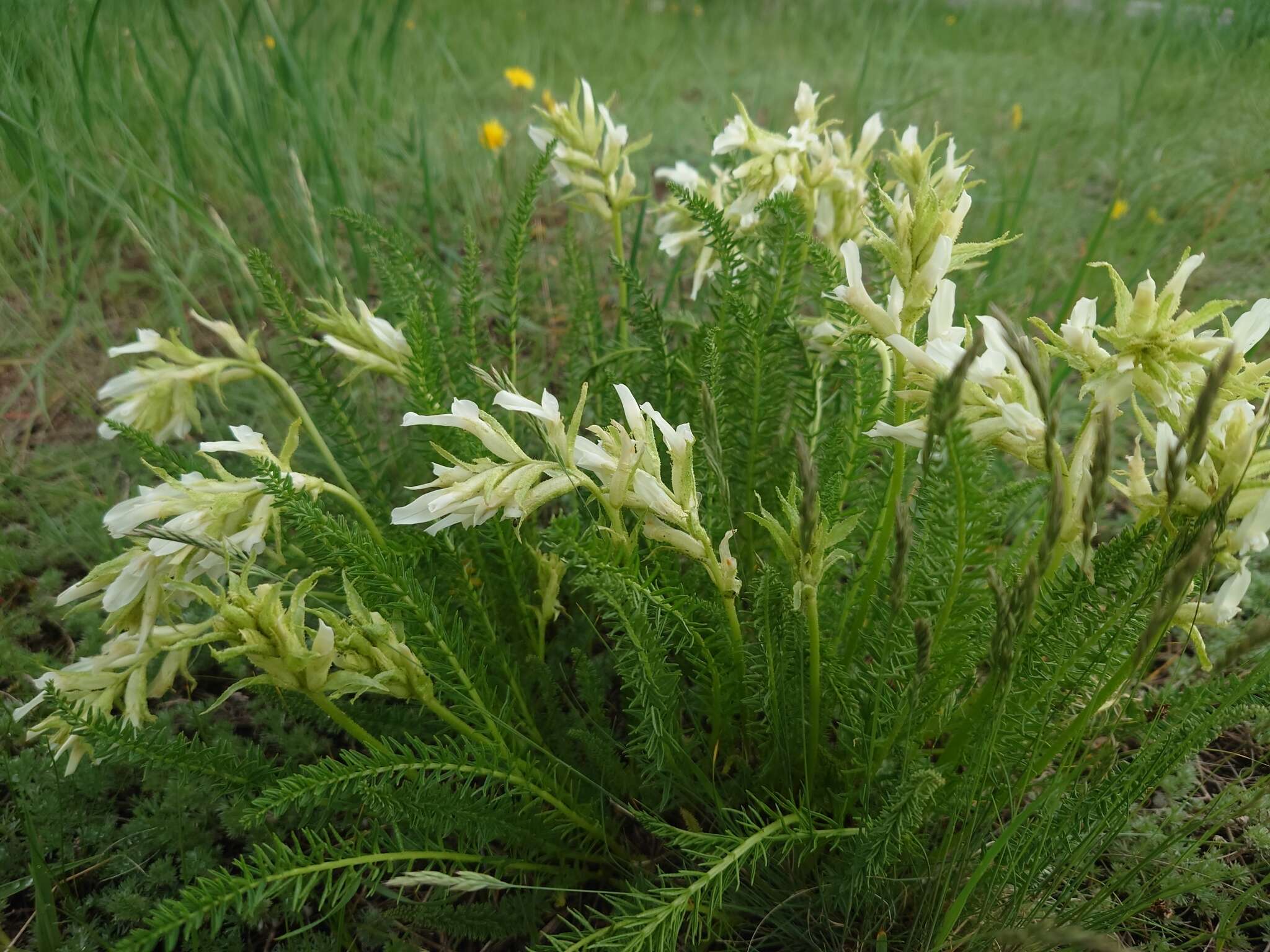 Oxytropis muricata (Pall.) DC. resmi