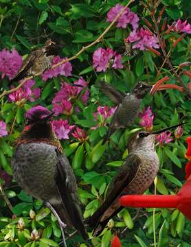 Image of Calypte Gould 1856