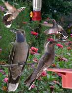 Image of Blue-throated Hummingbird