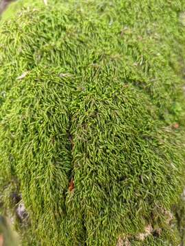 Image of pterigynandrum moss