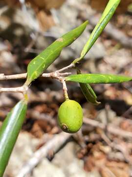 Image of Coffea heimii J.-F. Leroy