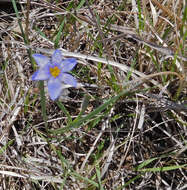 Sisyrinchium ensigerum E. P. Bicknell的圖片