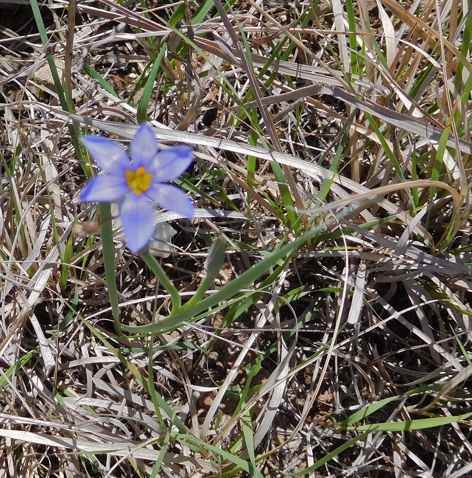 Image of Sisyrinchium ensigerum E. P. Bicknell