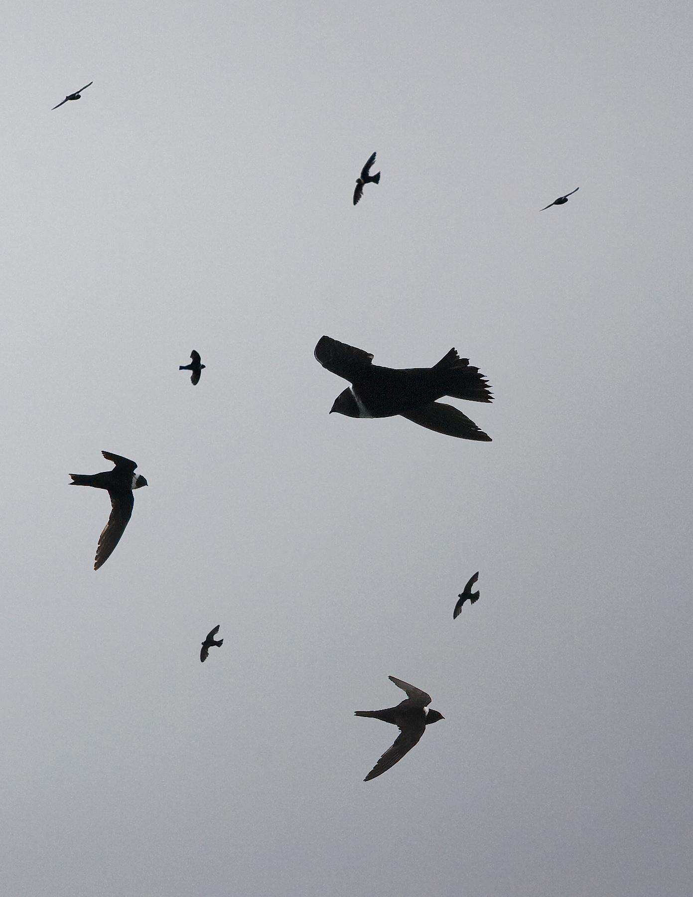 Image of White-collared Swift