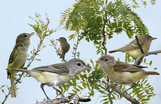 Vireo bellii Audubon 1844 resmi