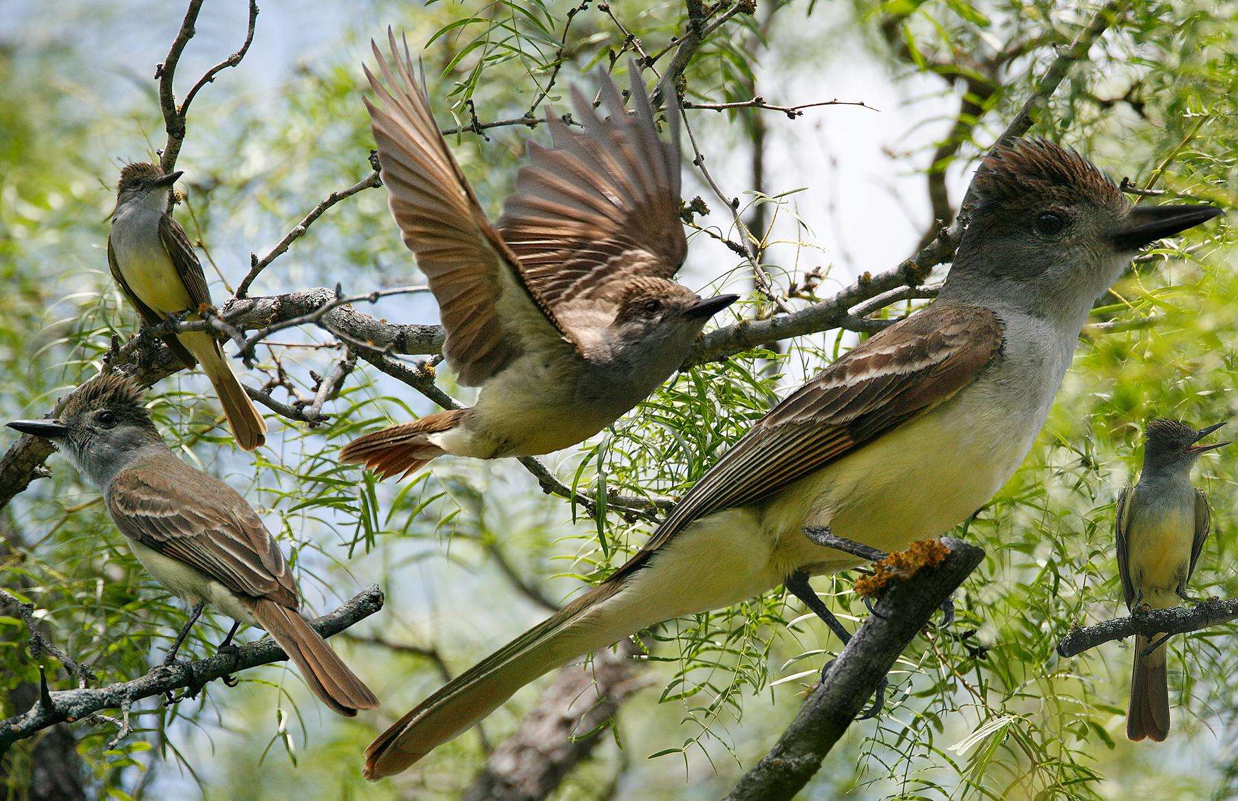 صورة Myiarchus tyrannulus (Müller & Pls 1776)