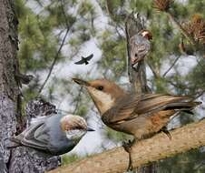 Image of Brown-headed Nuthatch