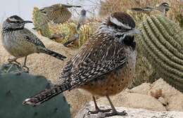 Image of Cactus Wren