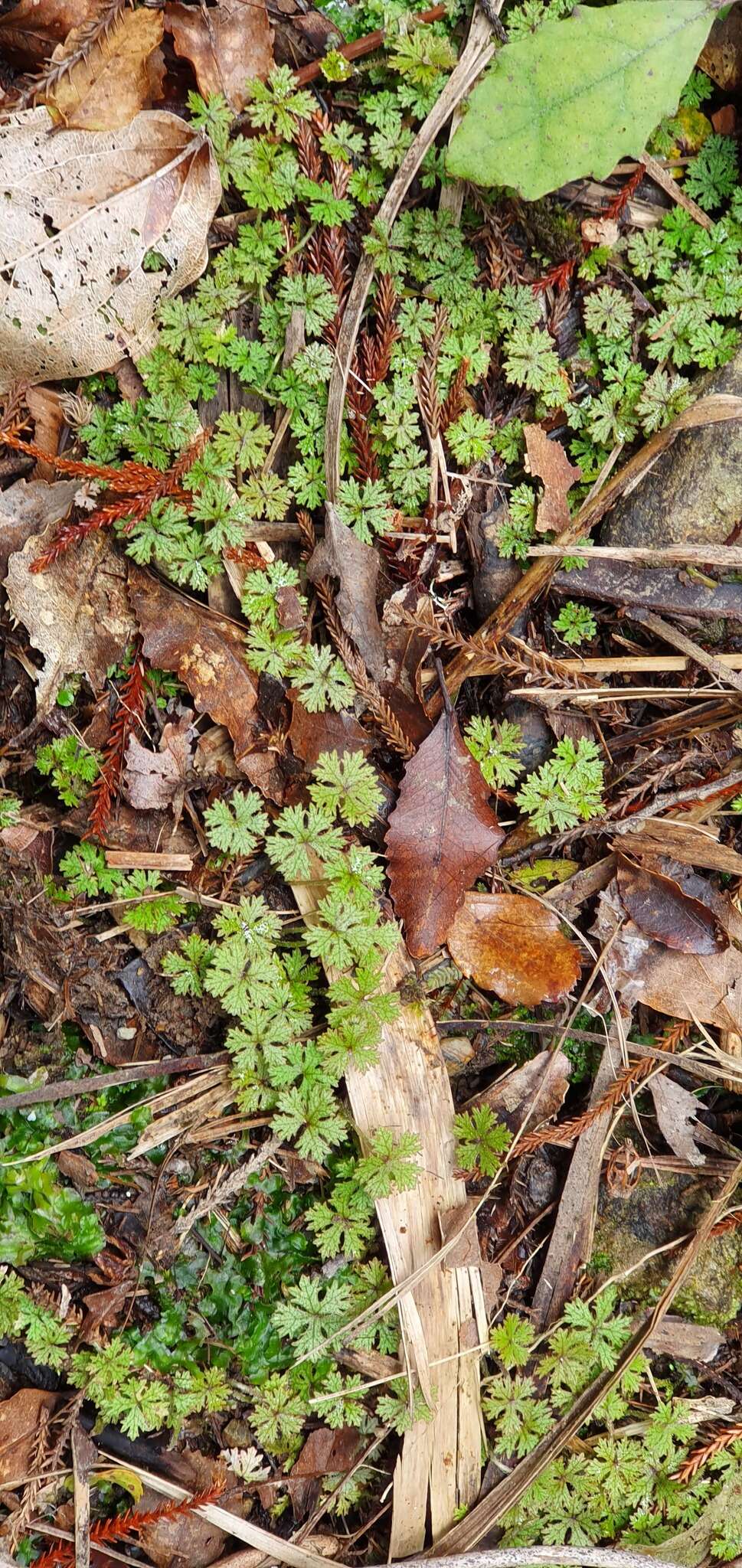 Image of Hydrocotyle dissecta Hook. fil.