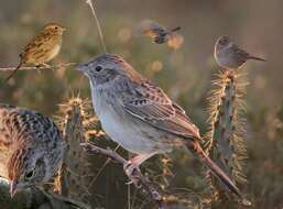 Image de Bruant de Cassin