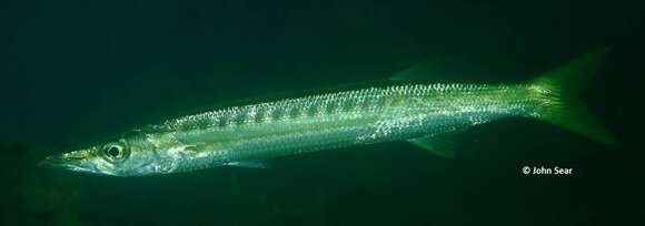 Image of Obtuse barracuda