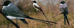 Image of Fork-tailed Flycatcher