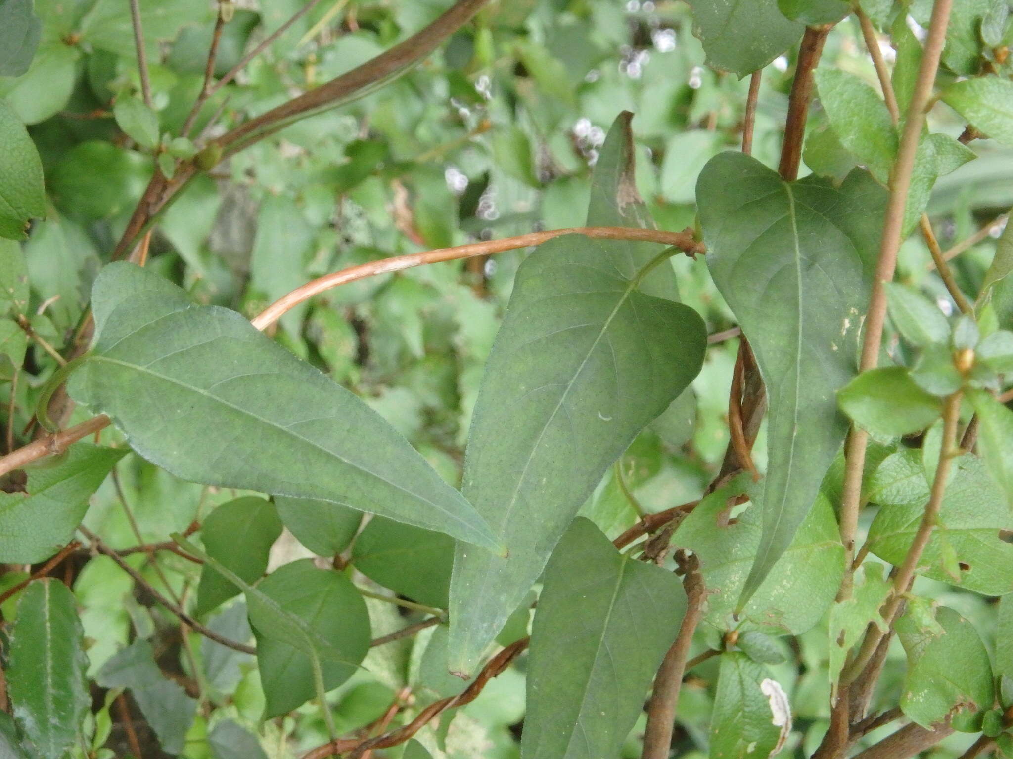 Image of Tylophora aristolochioides Miq.