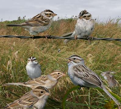 Image of Clay-colored Sparrow