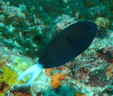 Image of Chocolate Surgeonfish