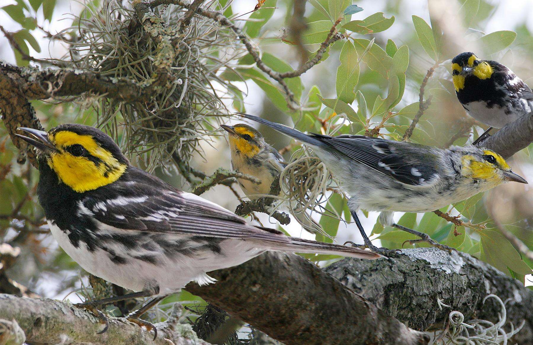 Image of Golden-cheeked Warbler