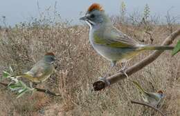 Слика од Pipilo chlorurus (Audubon 1839)