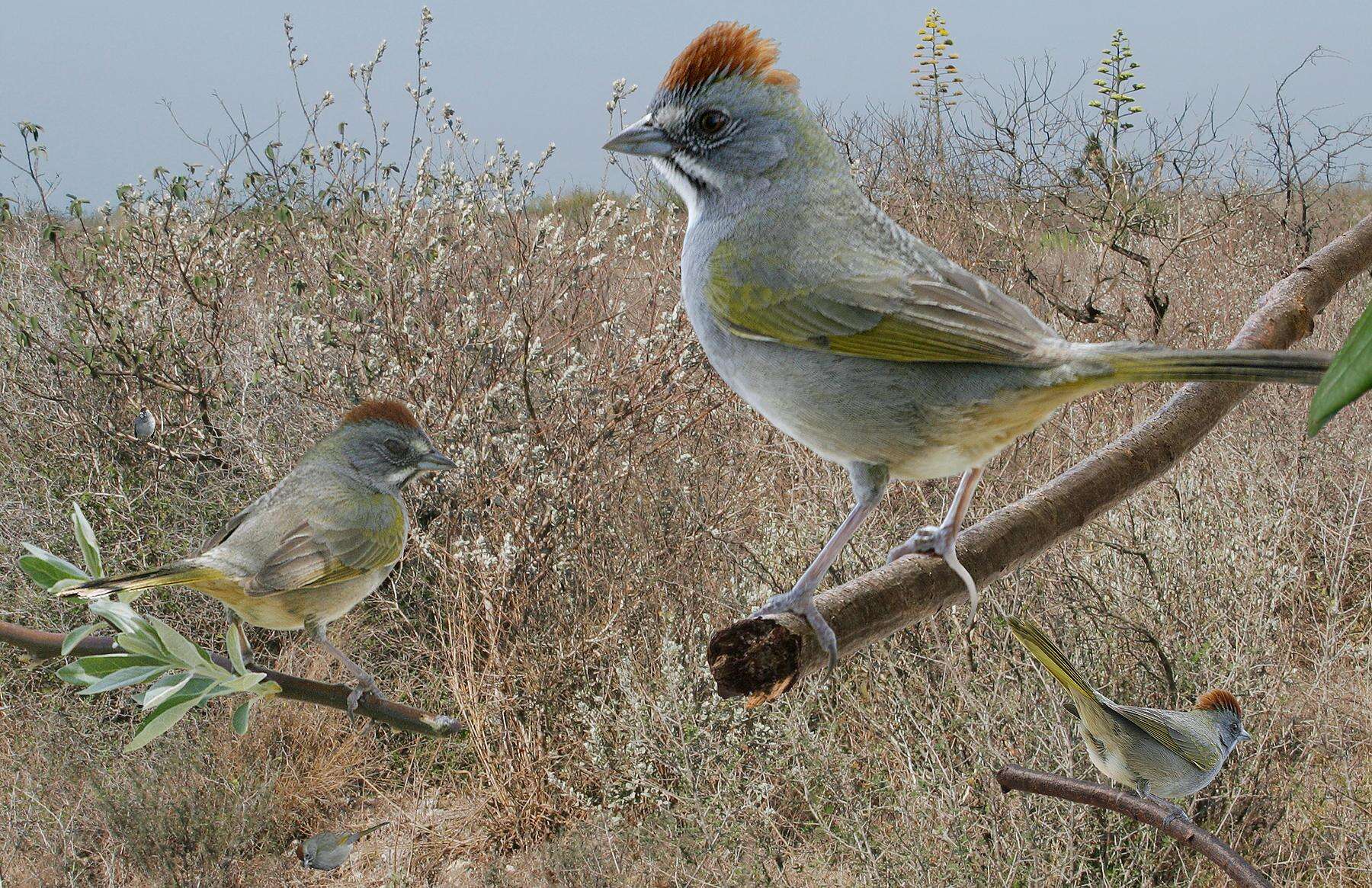 Слика од Pipilo chlorurus (Audubon 1839)